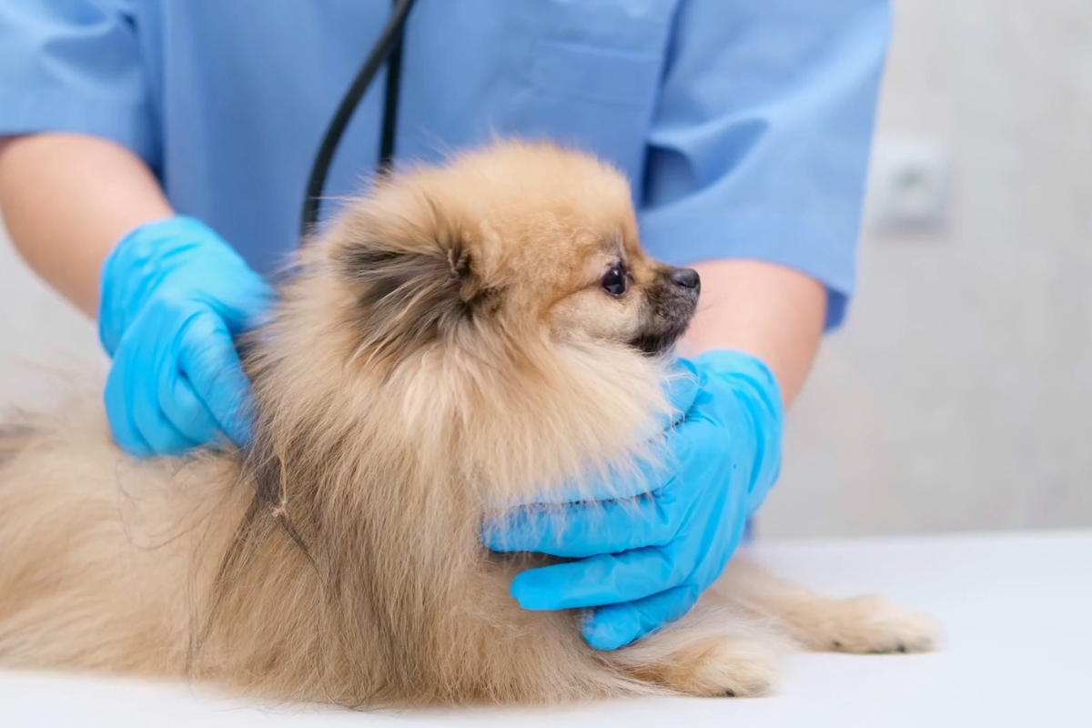mini pas kod veterinara